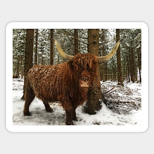 Scottish Highland Cattle Cow 2184 Sticker